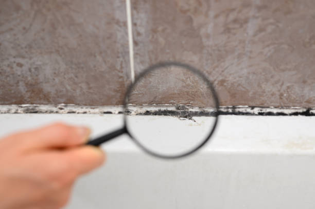 Is It Mold Or Mildew?